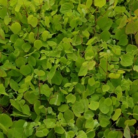 Vancouveria hexandra 
